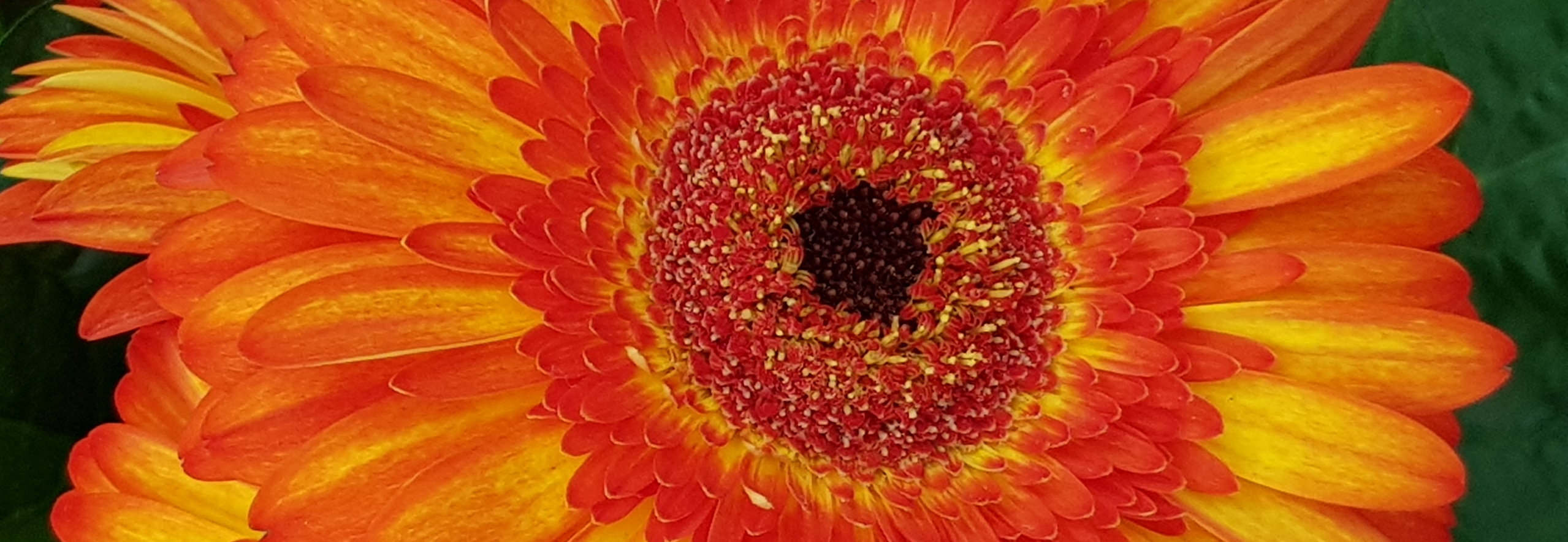 Header afbeelding
