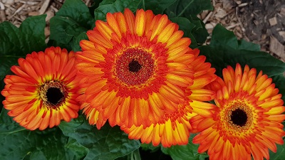 Oranje gele bloem